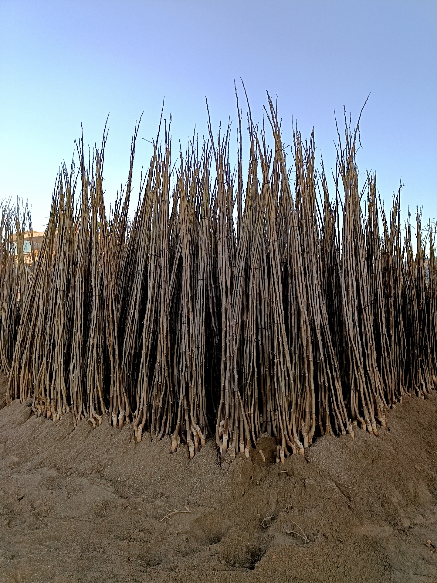 FERNETTE CEVİZ FİDANI